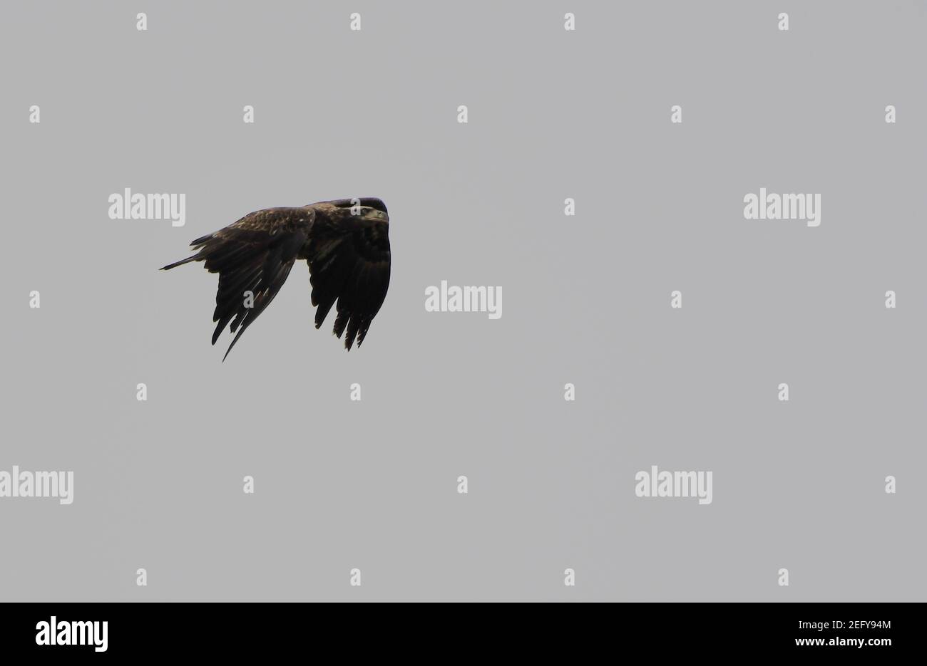 Immature Bald Eagle in flight Stock Photo