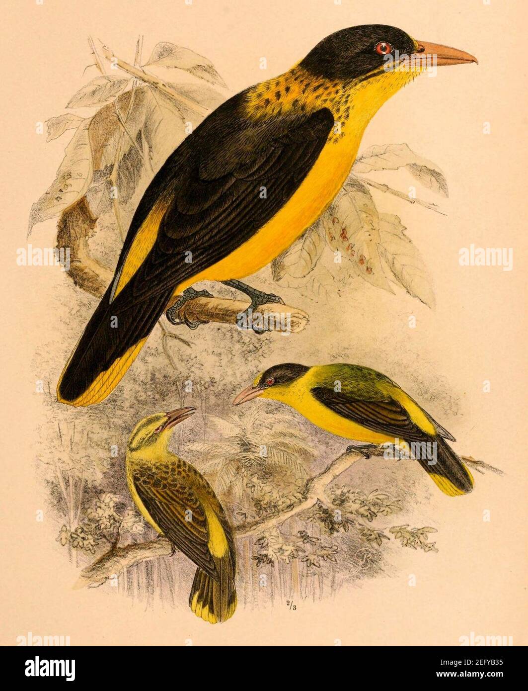 Oriolus chinensis melanisticus 1898 Stock Photo Alamy