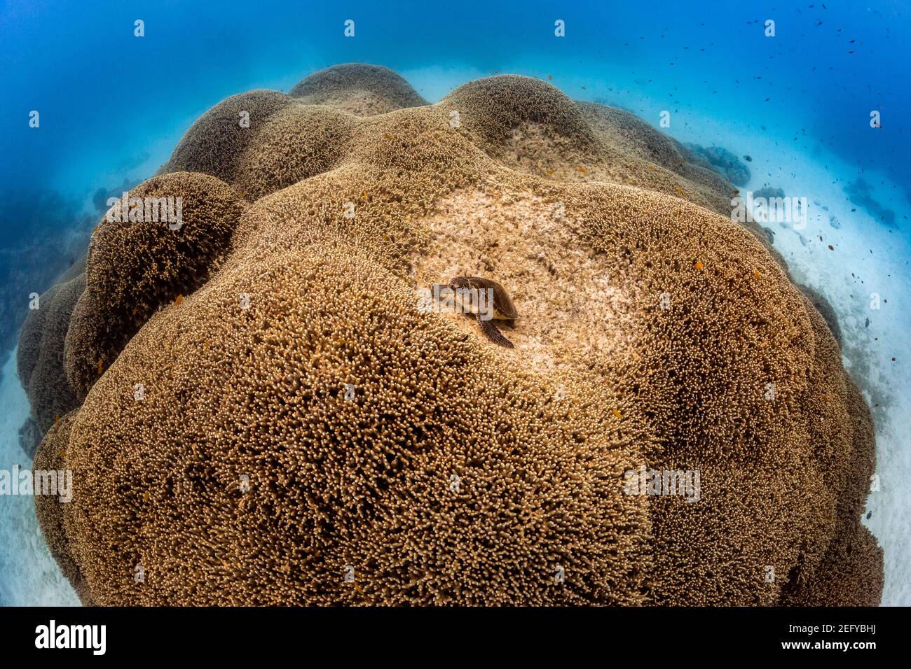 Turtle on Hard Corals at Lady Musgrave Island, Queensland, Australia Stock Photo