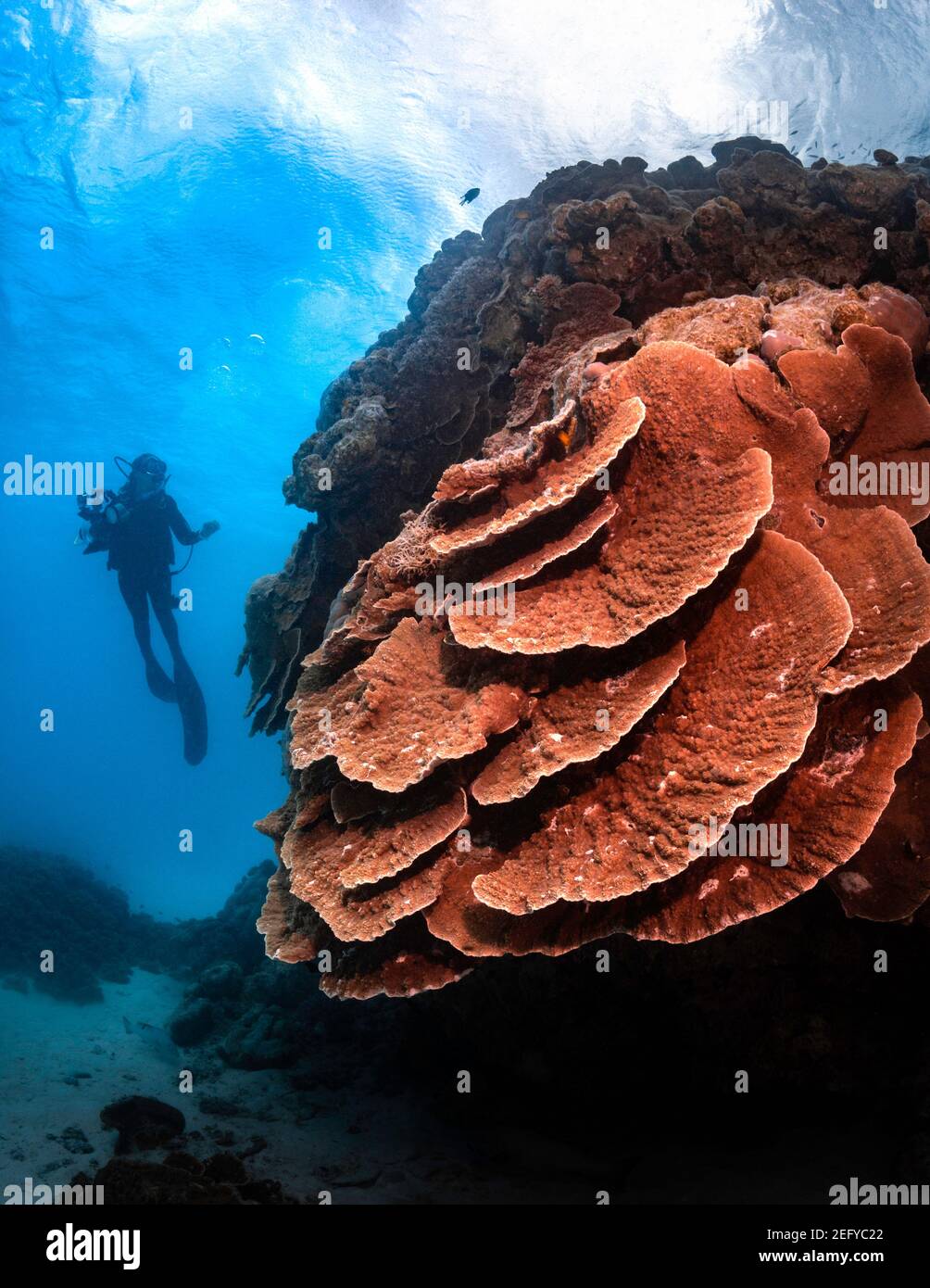 Diver hovering next to Hard Corals at Lady Musgrave Island, Queensland, Australia Stock Photo