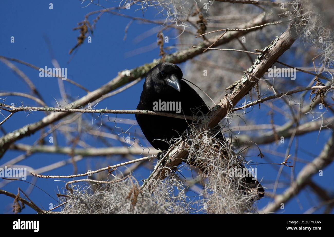 Black Crow in tree in Florida Stock Photo Alamy