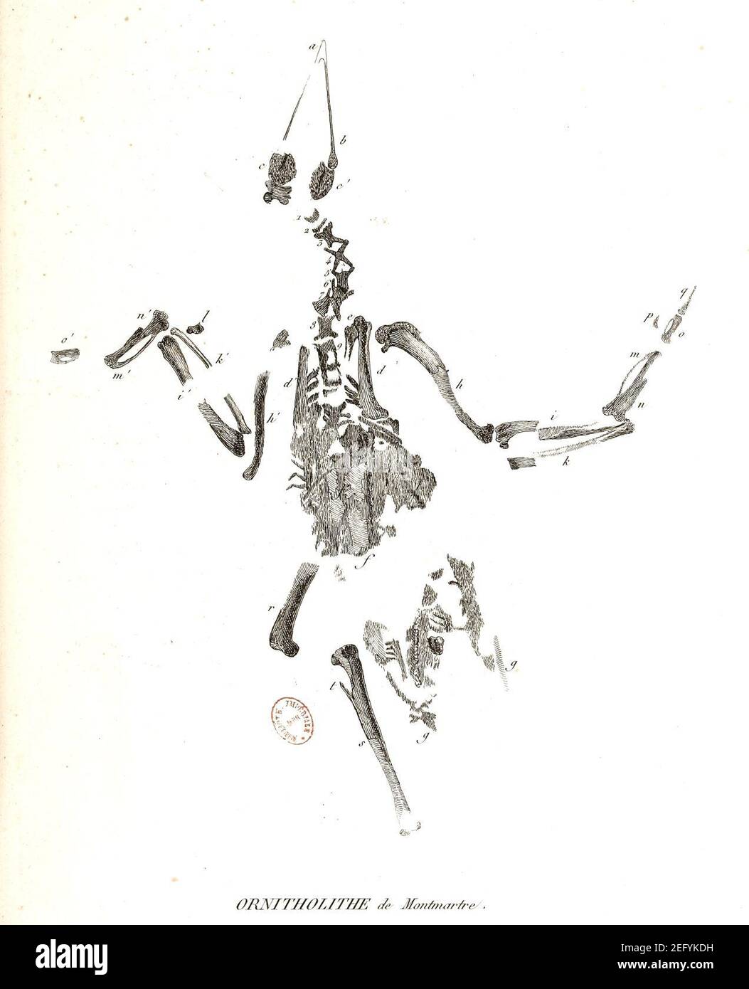 Ornitholithe de Montmartre Cuvier 1812 Ossements fossiles
