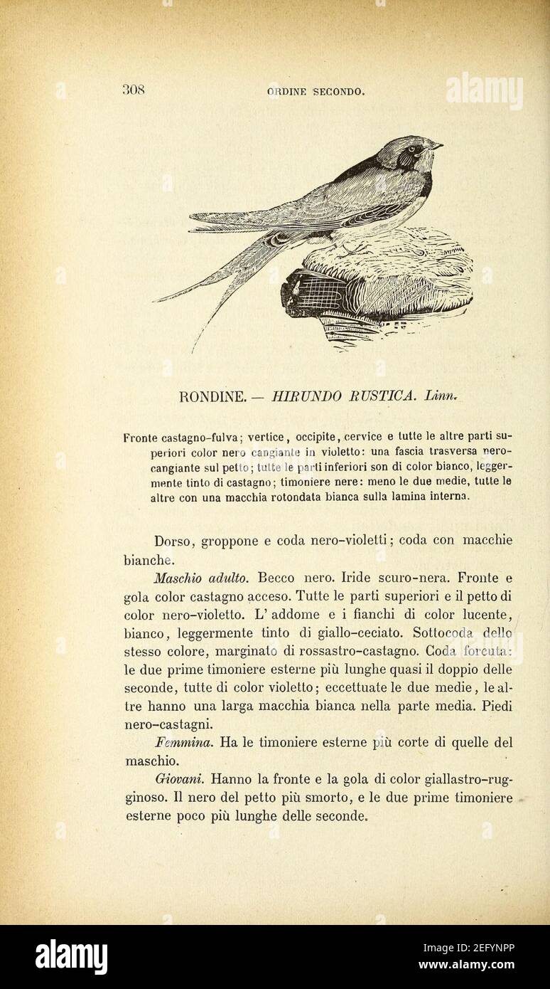 Ornitologia italiana (Page 308) Stock Photo