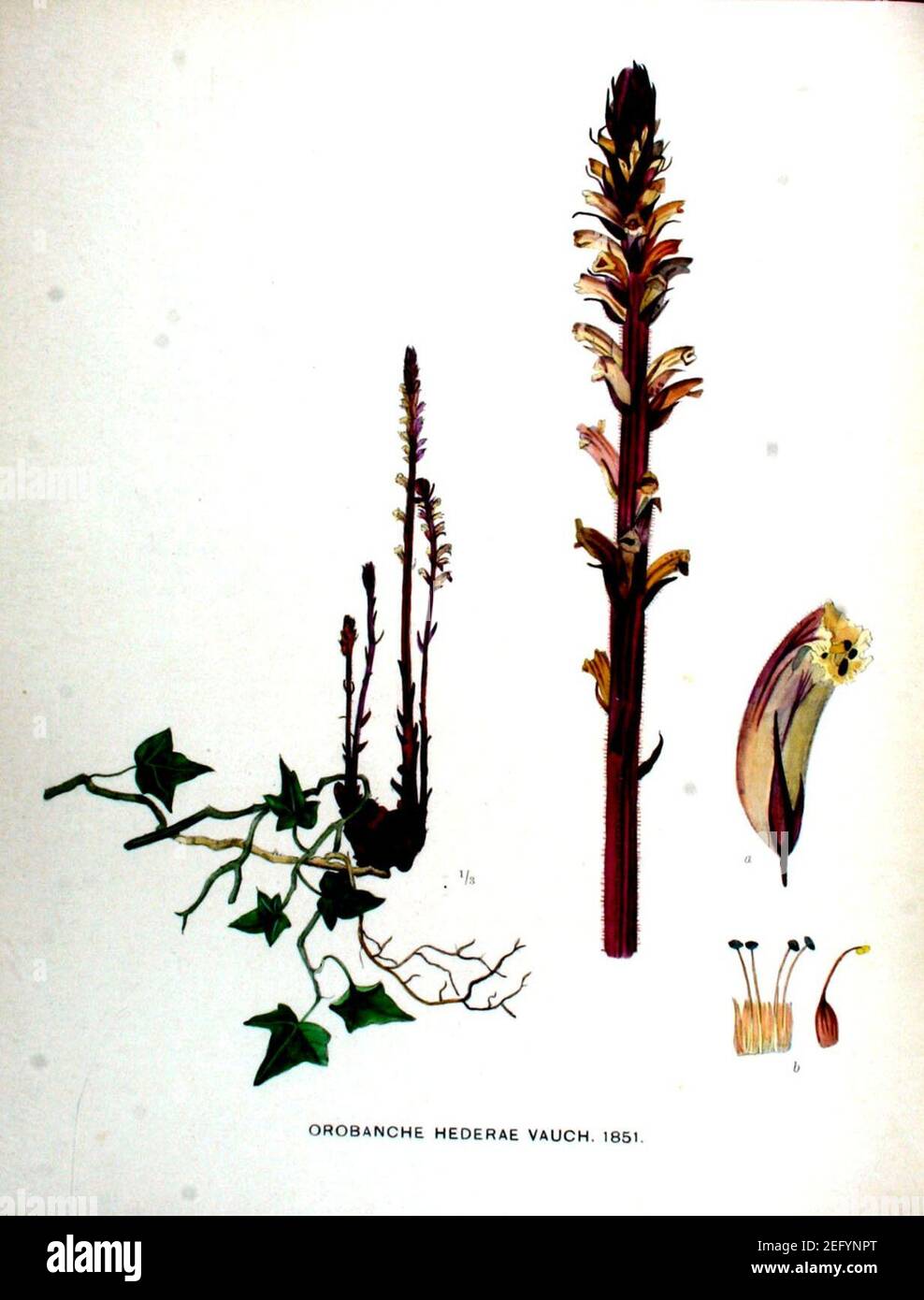 Orobanche hederae illustration (01 Stock Photo Alamy