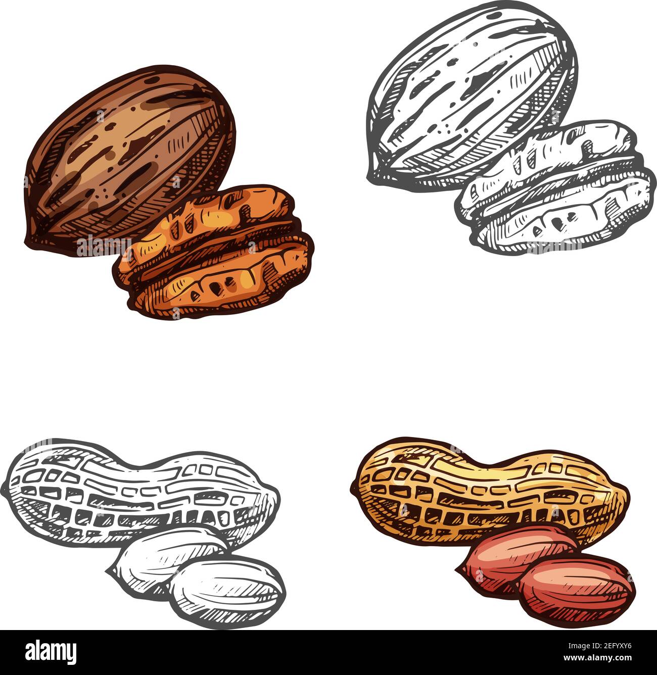 Sketch Peanut Vector Images over 1100