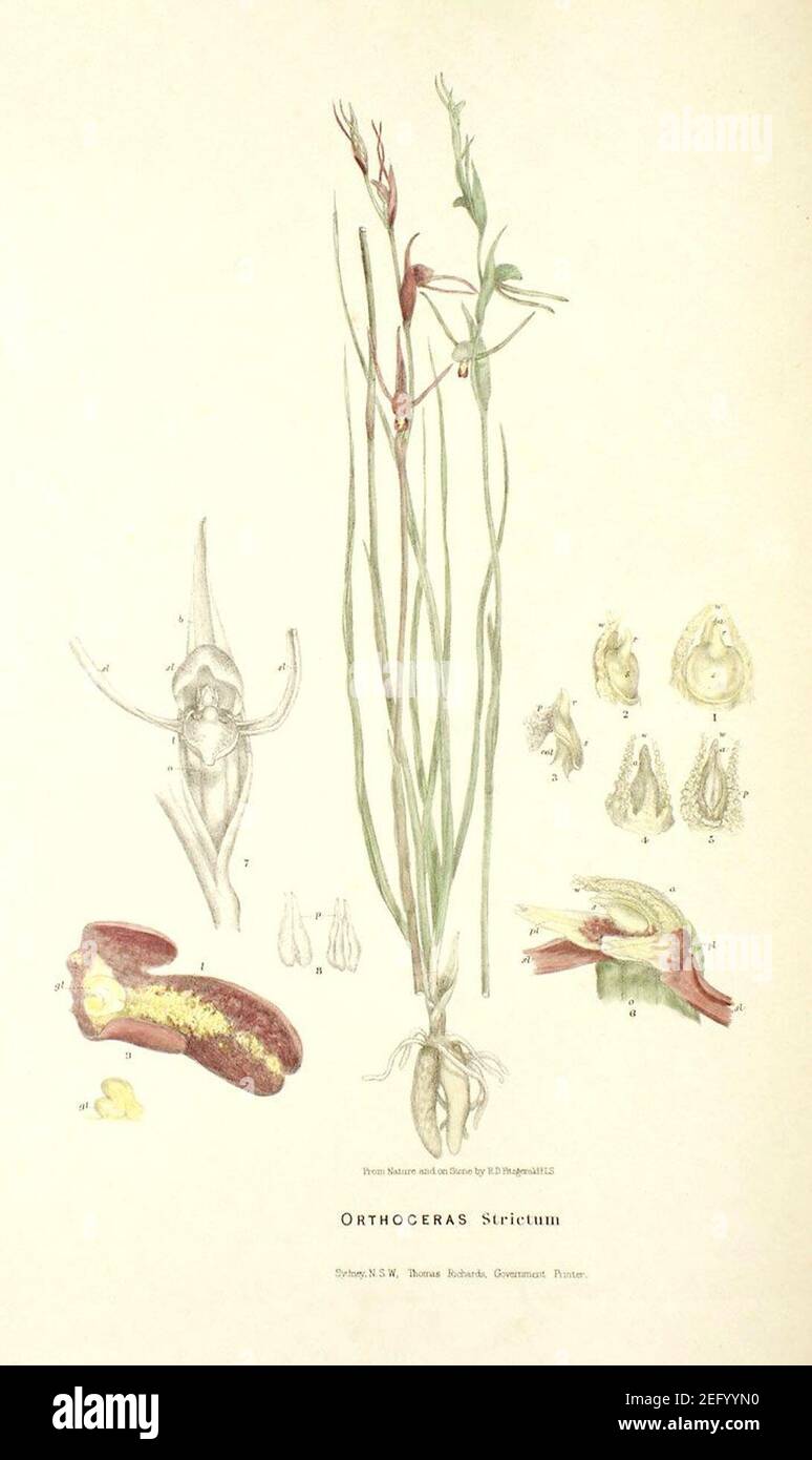Orthoceras strictum - FitzGerald, Australian Orchids - vol. 1 pl. 17 (1882). Stock Photo