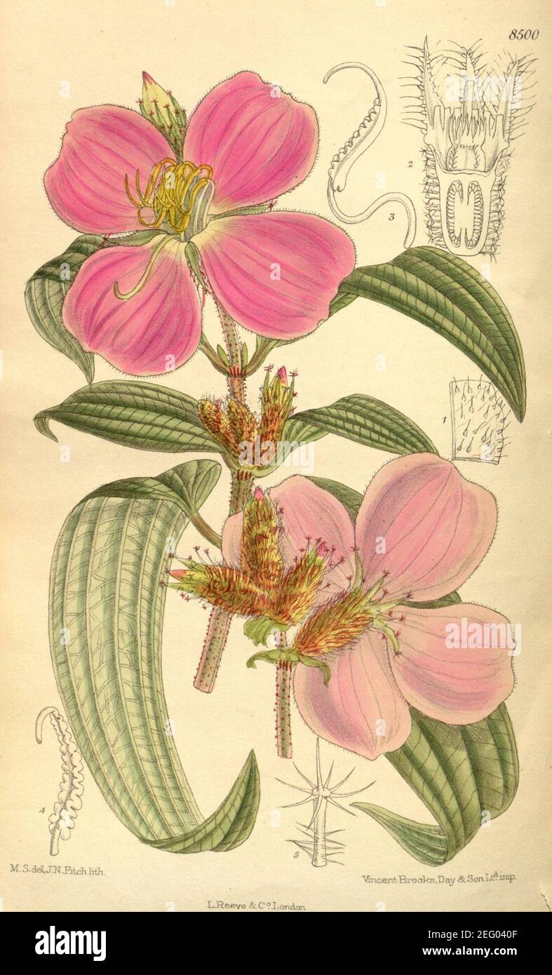 Osbeckia stellata 139-8500. Stock Photo