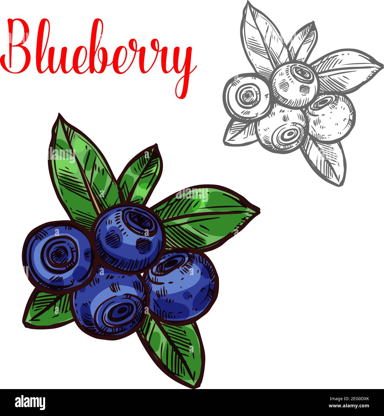 Blueberry berry sketch icon. Vector isolated symbol of fresh farm grown blueberries bunch with green leaf berry for juice or jam dessert or farmer mar Stock Vector