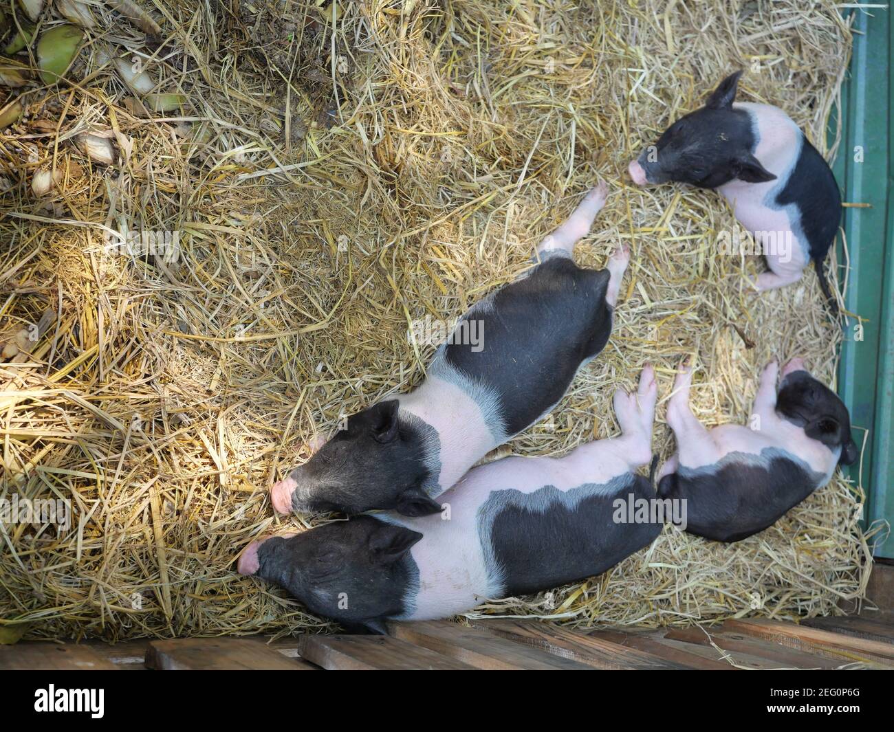 Four baby Vietnamese Pot bellied pigs sleeping on the yellow straw in the stall at farm Stock Photo