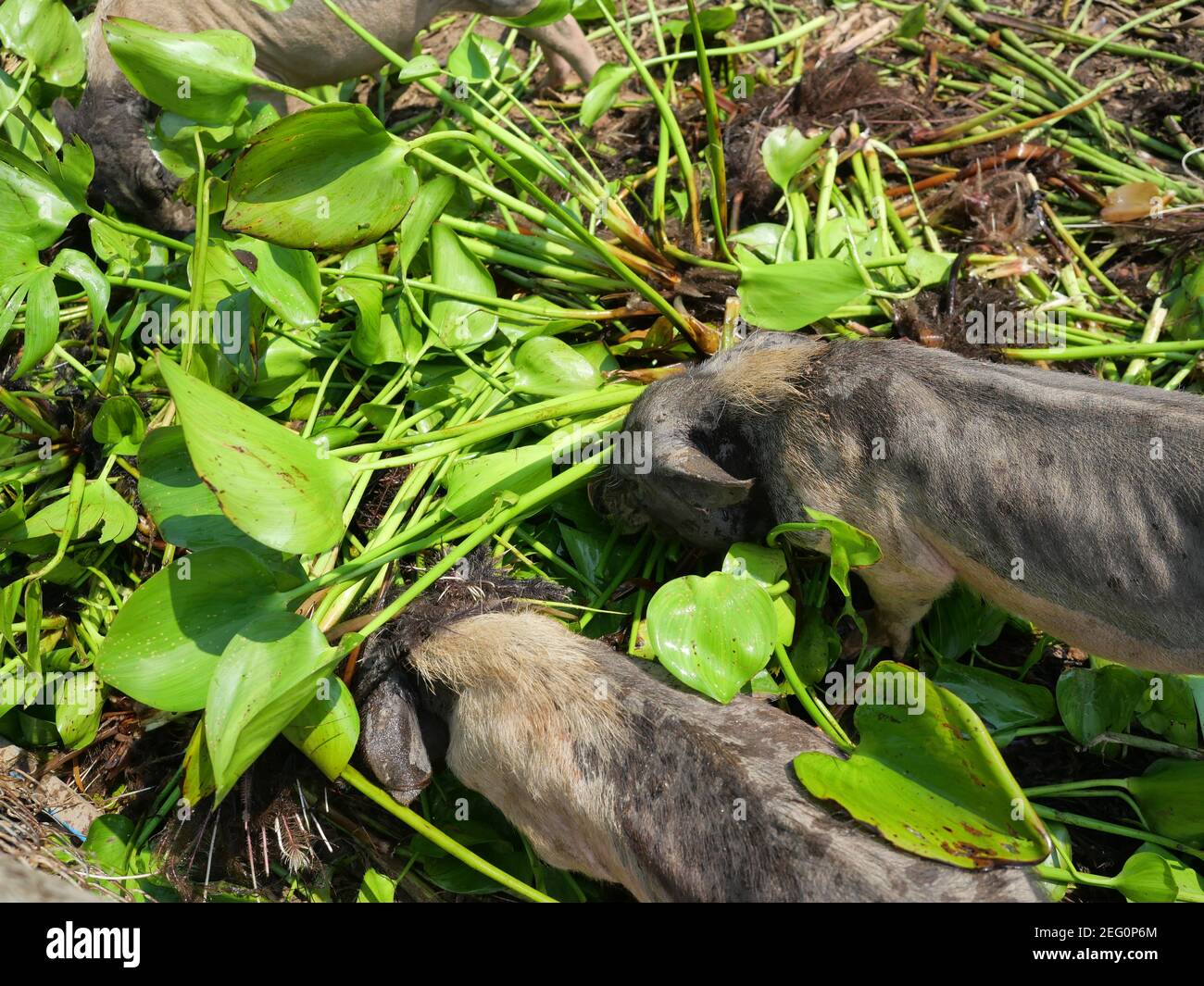 Hyacinth tree hires stock photography and images Alamy