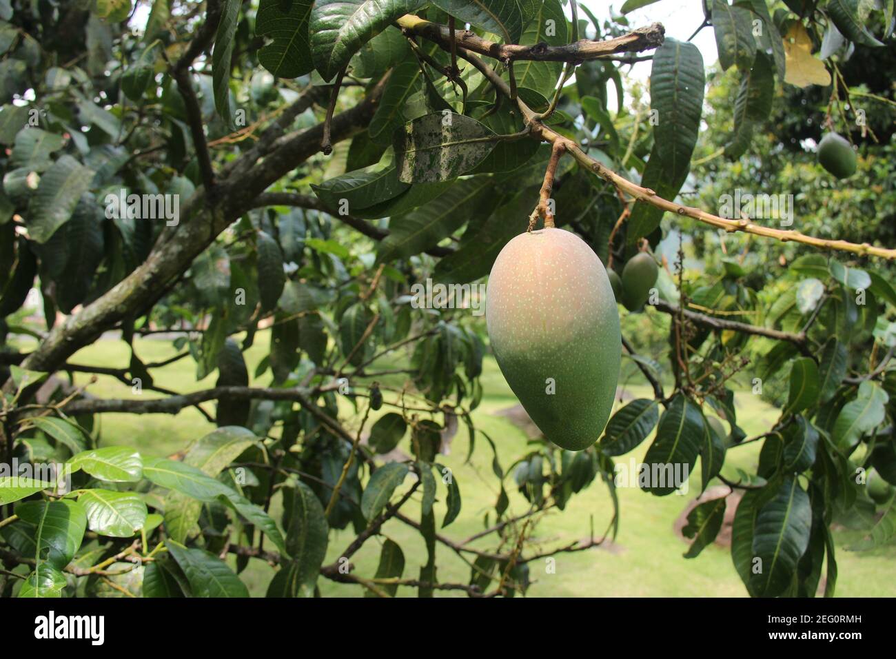 Fresh mangoes hang on the tree ready to be harvested. fruit plantations