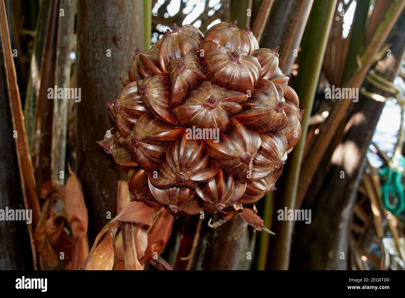 Nipa palm, or water coconut seed cluster, Hoi An, Vietnam Stock Photo ...