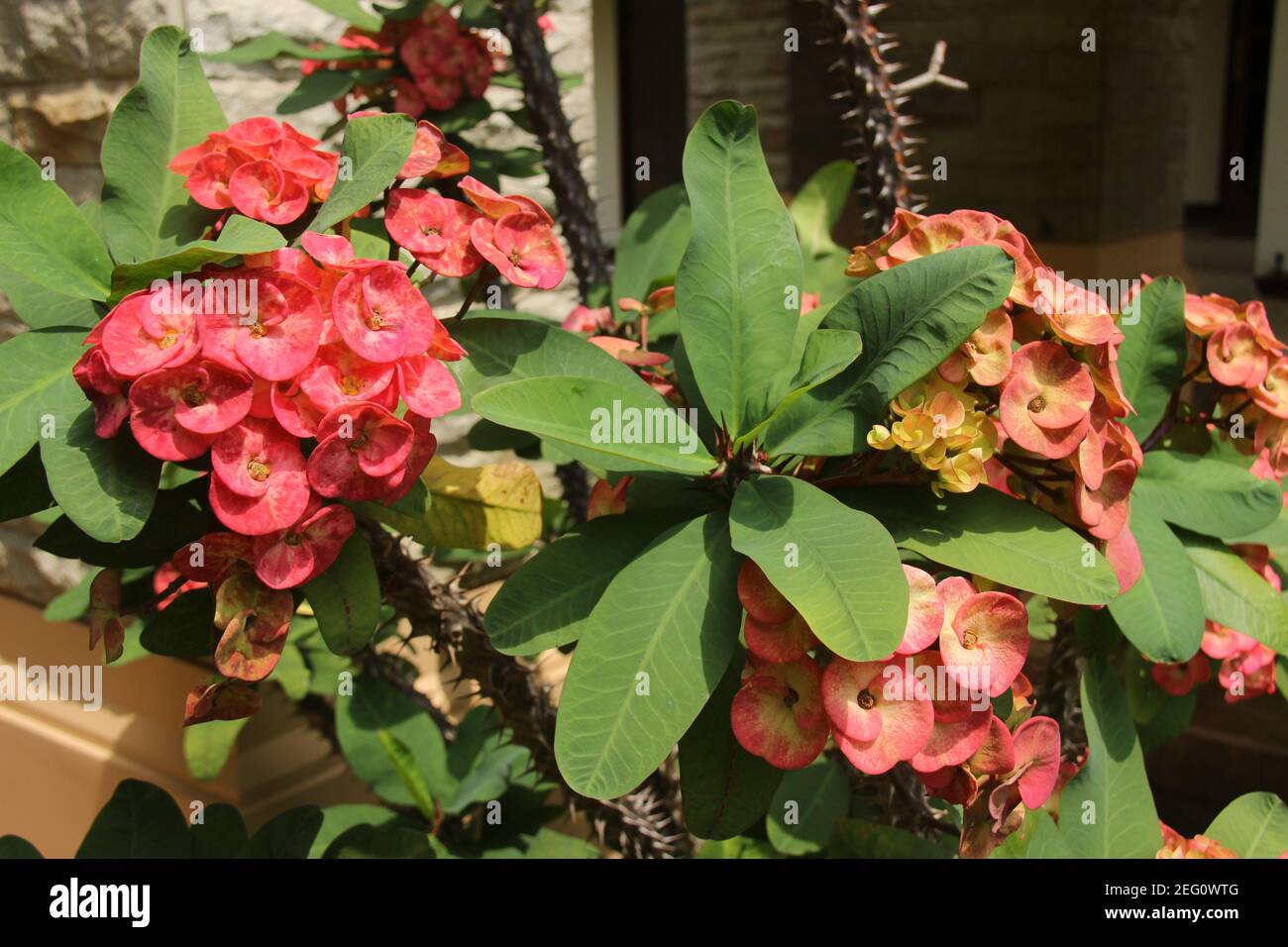 plant known as the crown of thorns. ornamental plant with small fresh flowers and thorny stems. Euphorbia milii is one of the other 2000 species of th Stock Photo