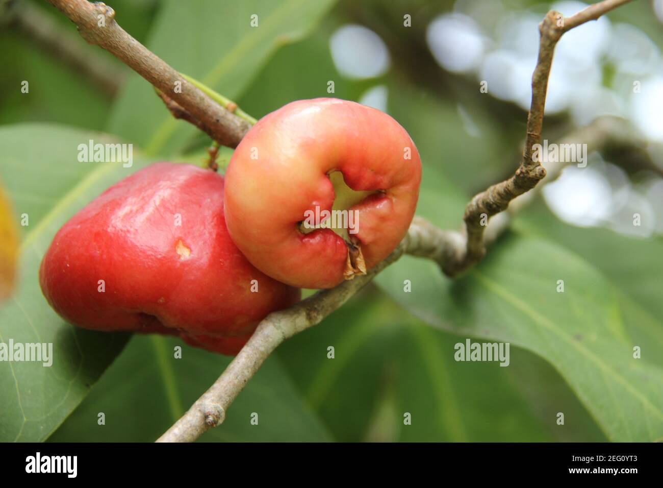 close up of water guava or Syzygium samarangense from its fresh tree. harvest fresh guava in the garden. relaxing holiday in the orchard Stock Photo