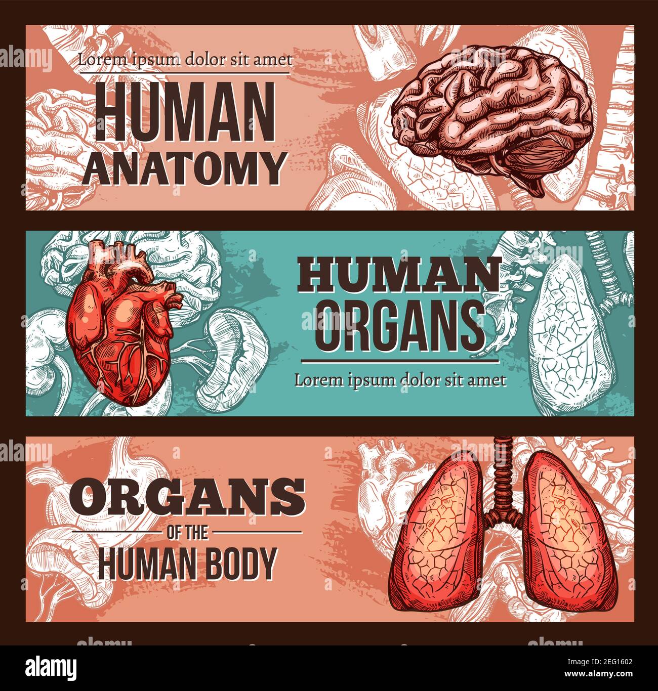 Human organ anatomy sketch banner set with internal body parts and bones. Lungs, liver and stomach, heart, brain and kidney, spine and tooth poster fo Stock Vector