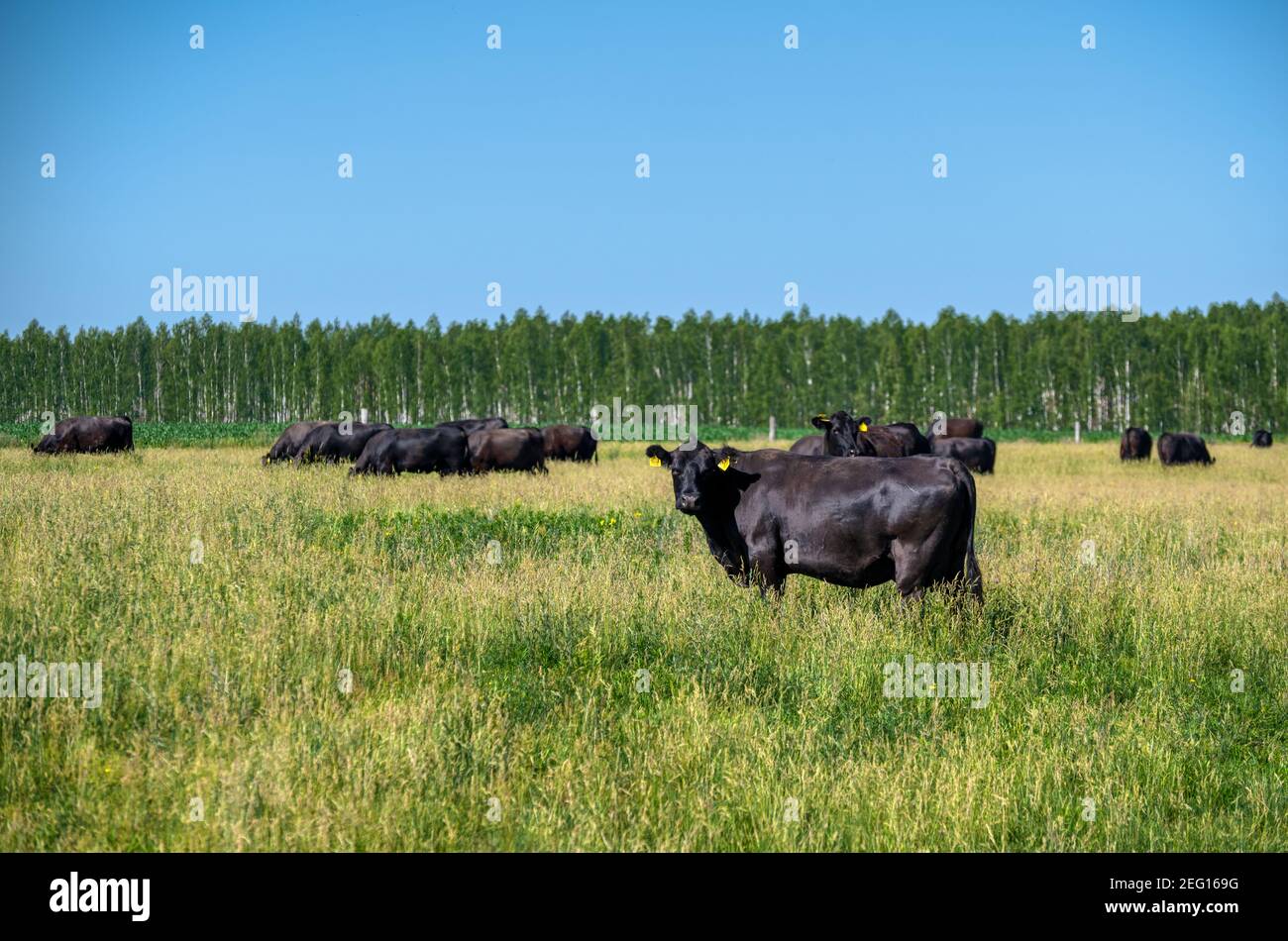 Herd of cows grazes on a green meadow. Summer sunny day. Close-up ...