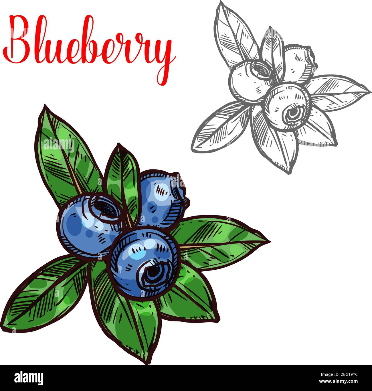 How to Draw Blueberries Step by Step  EasyLineDrawing