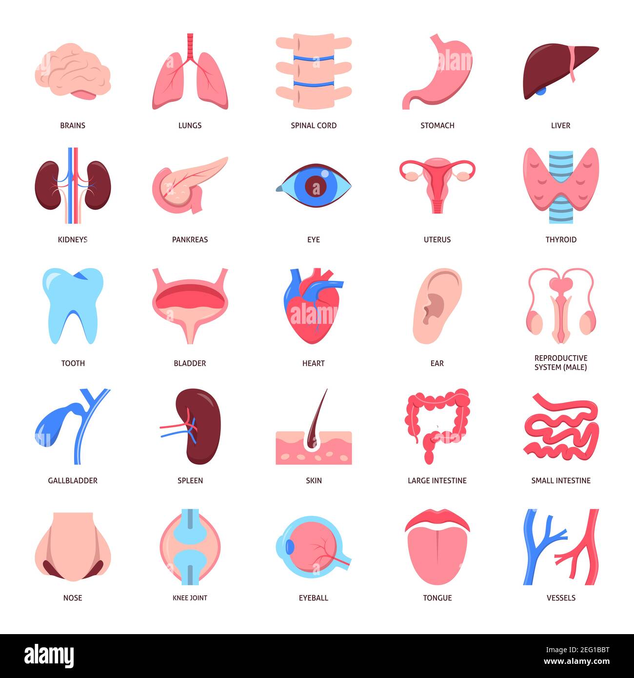 Human organs icon set in flat style. Medical anatomy symbols collection. Vector illustration. Stock Vector