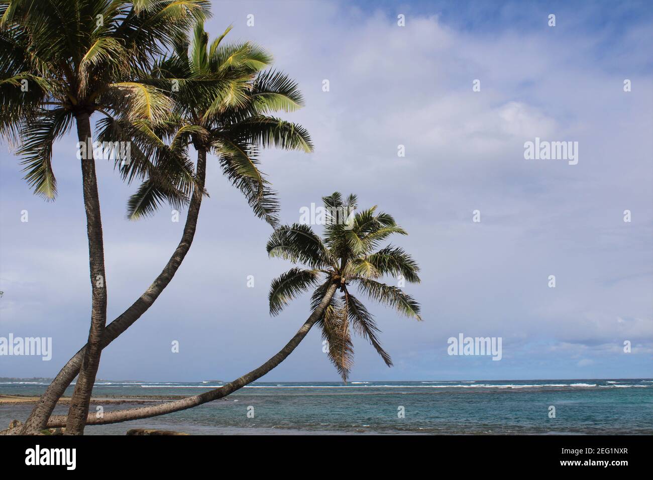 Crocked palms hires stock photography and images Alamy