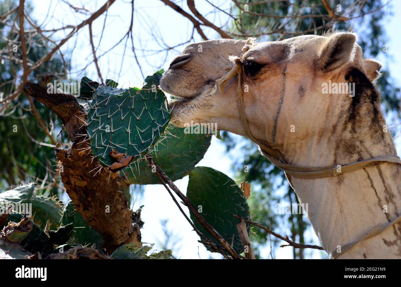 A camel eating prickly cactus in Tigray region in northern Ethiopia. Stock Photo