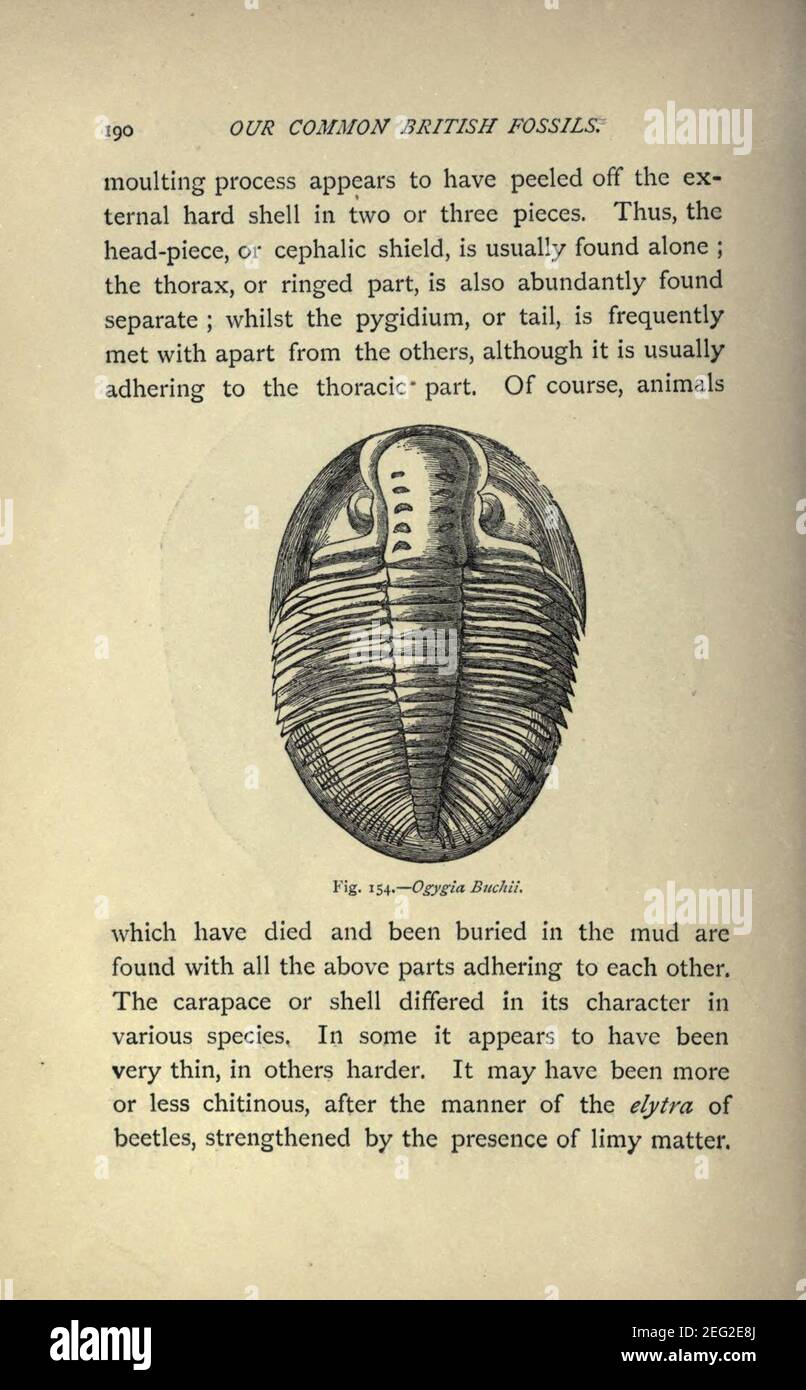 Our common British fossils and where to find them (Page 190) Stock Photo