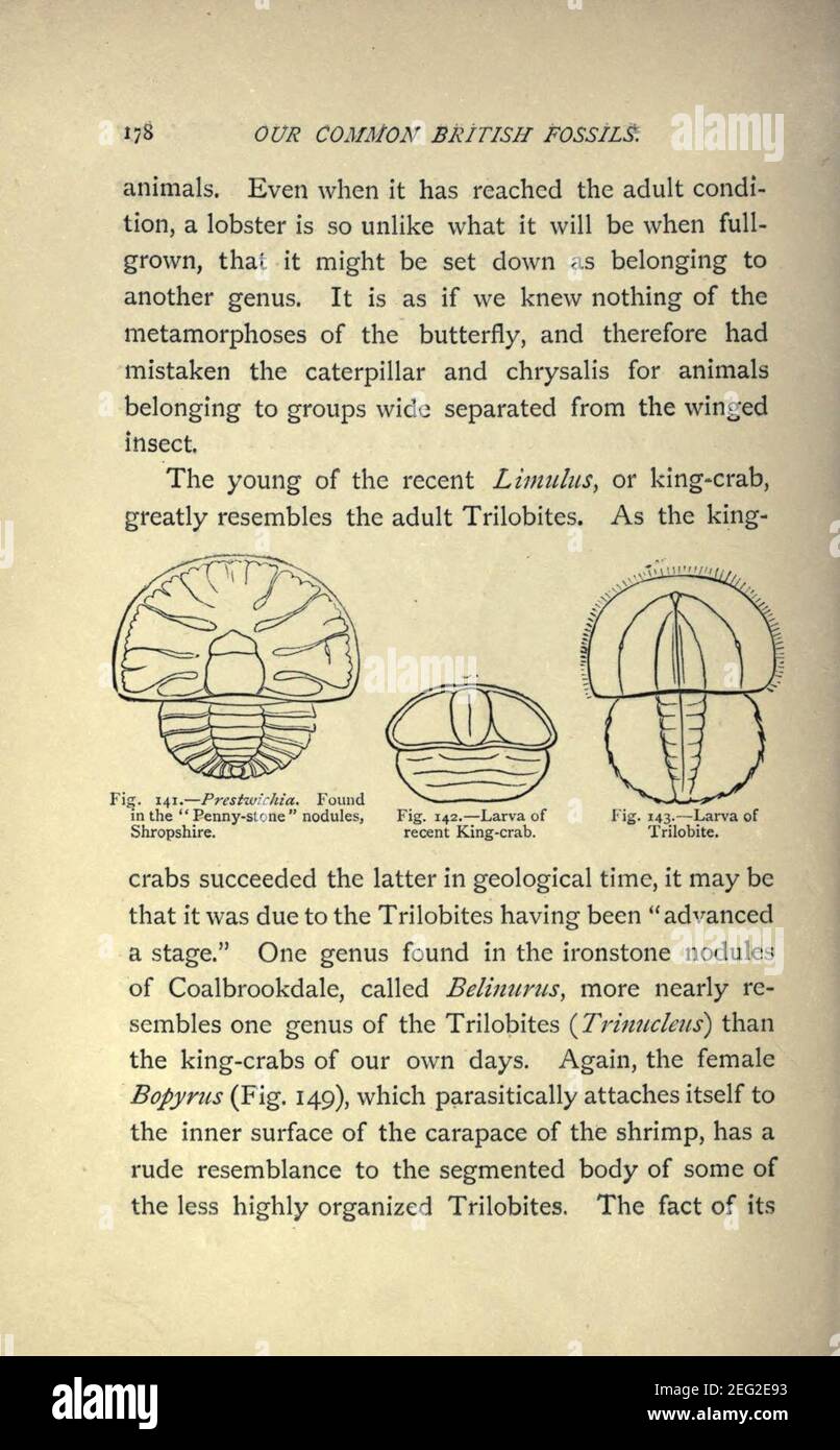 Our common British fossils and where to find them (Page 178) Stock Photo