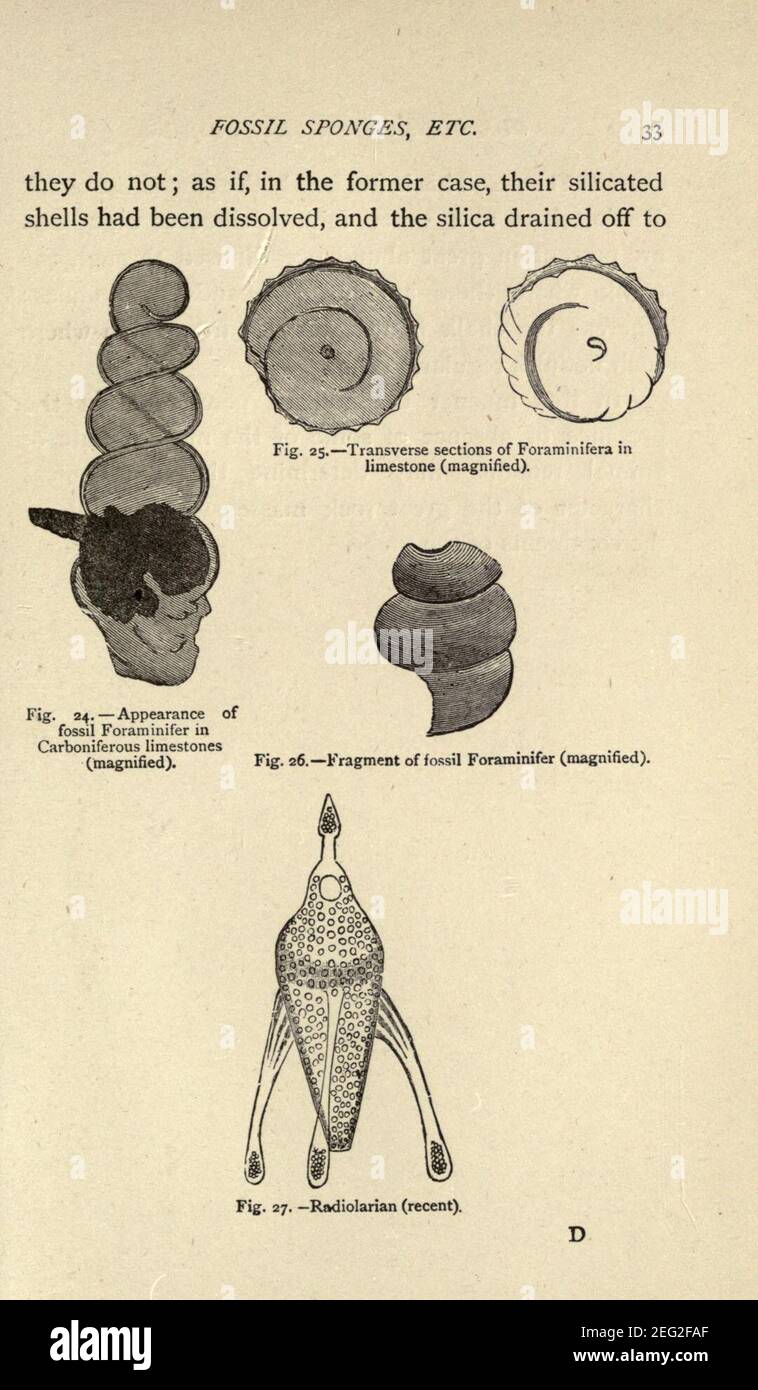 Eomesodon Our common British fossils, and where to find them (Page 33 Stock Photo ...