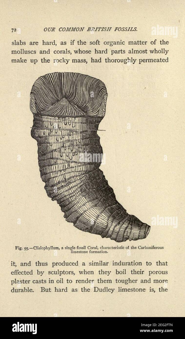 Our common British fossils, and where to find them (Page 72 Stock Photo