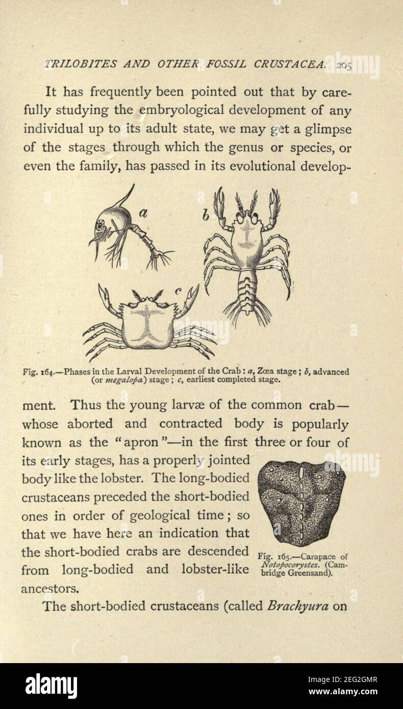 Our common British fossils, and where to find them (Page 205 Stock ...