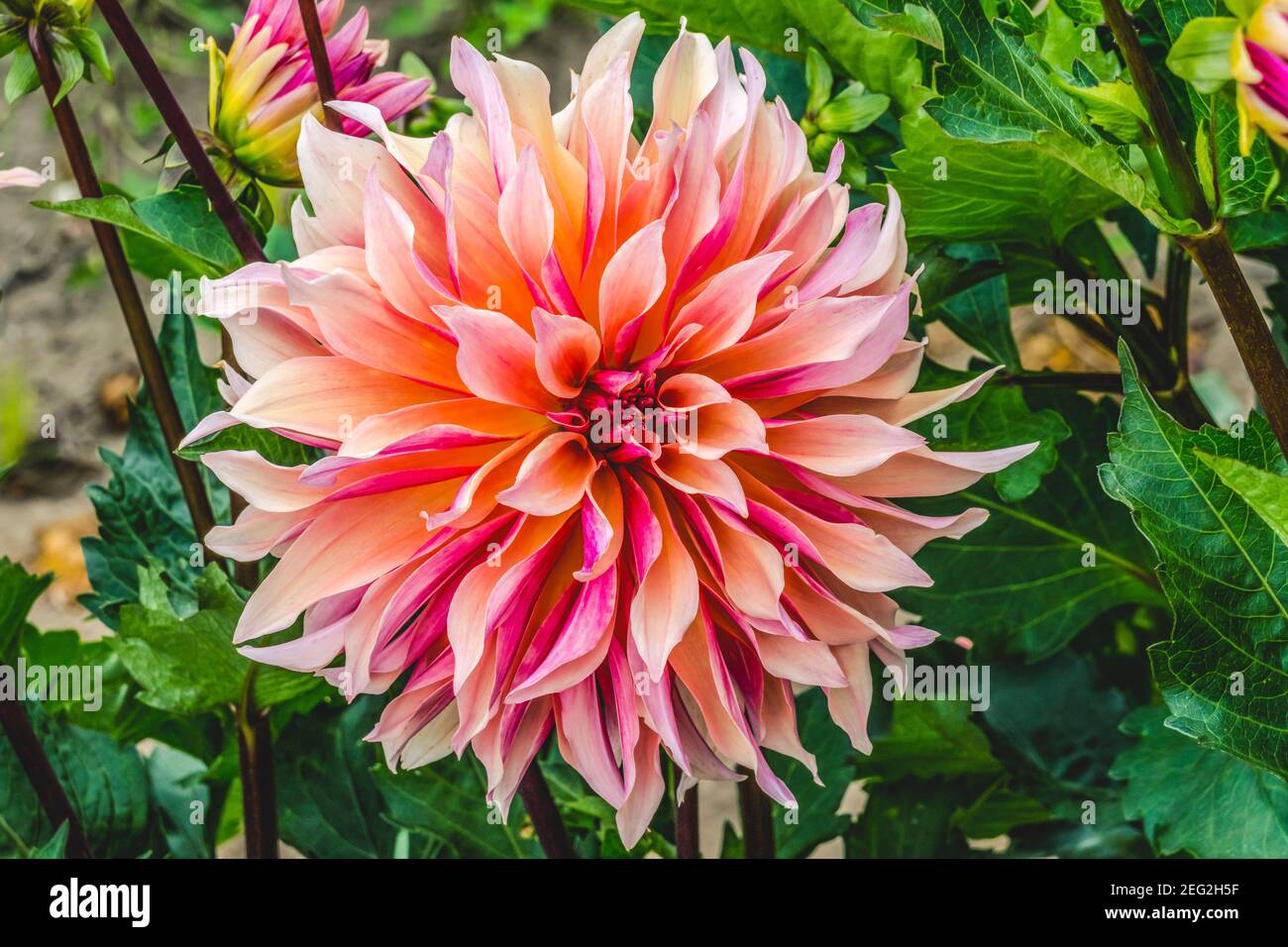 Coral Apricot Pink Rose Peach Dinnerplate AA Dahlia Blooming Macro