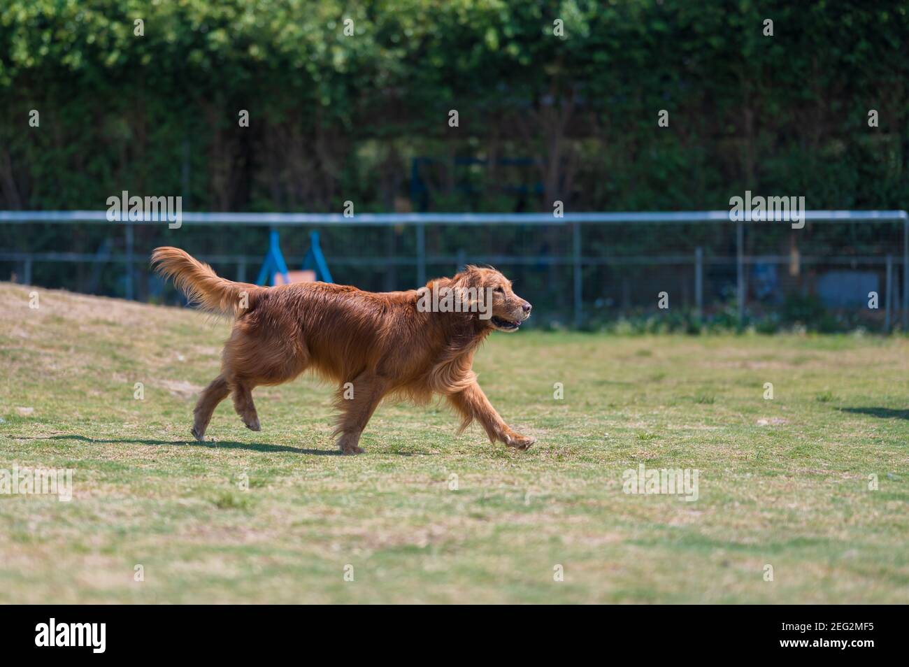 Golden Retriever running in the grass Stock Photo - Alamy
