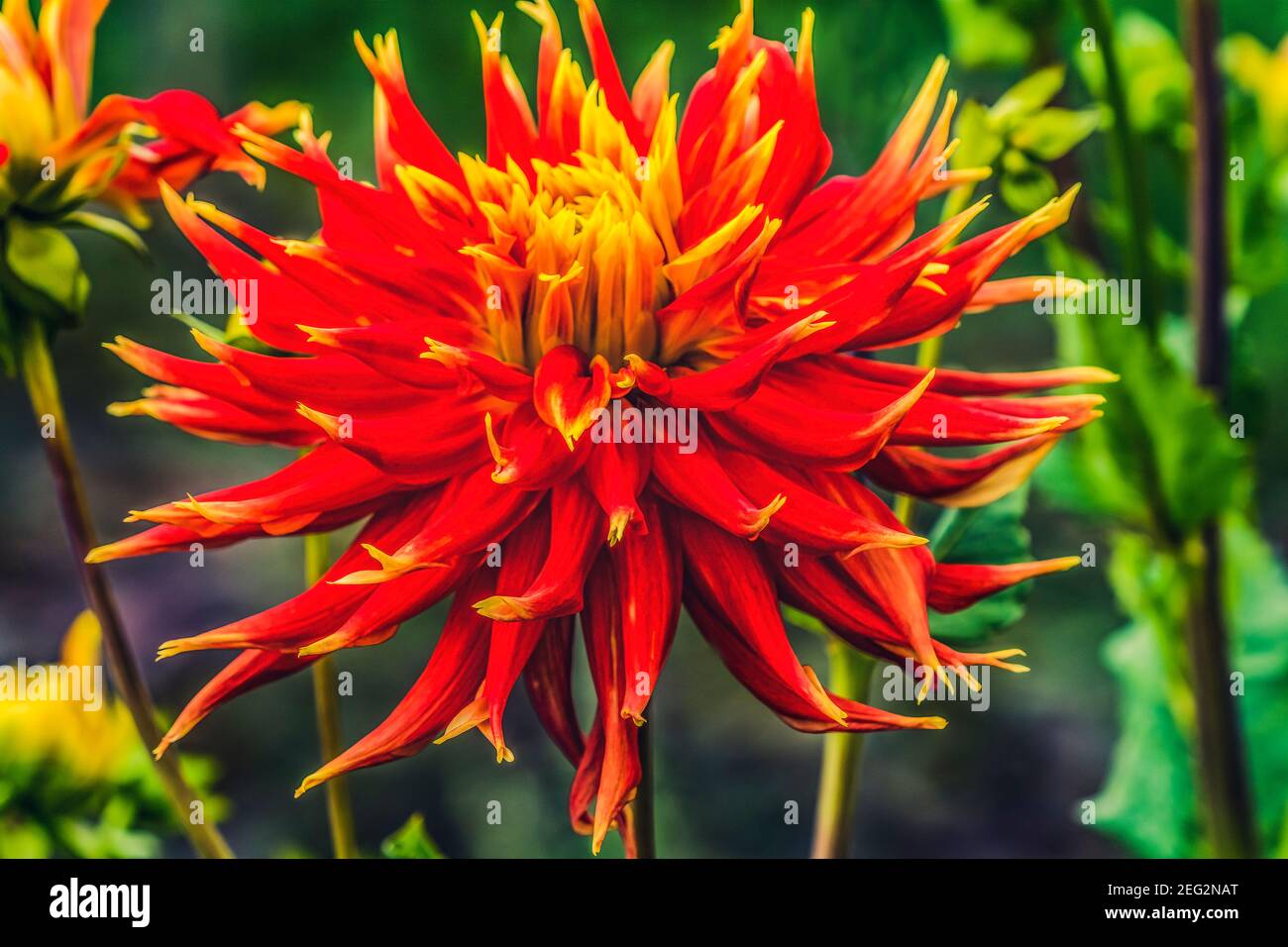 Red Yellow Orange Dinnerplate AA Dahlia Blooming Macro. Dahlia named