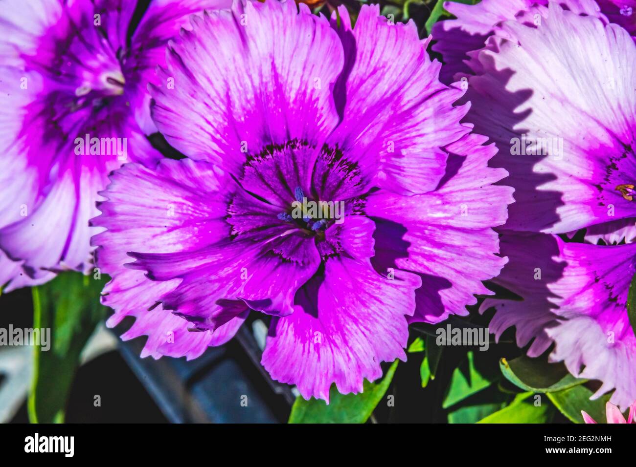 Purple Lobelia Blossom Flowering Perennial Macro Bellevue Washington State Stock Photo