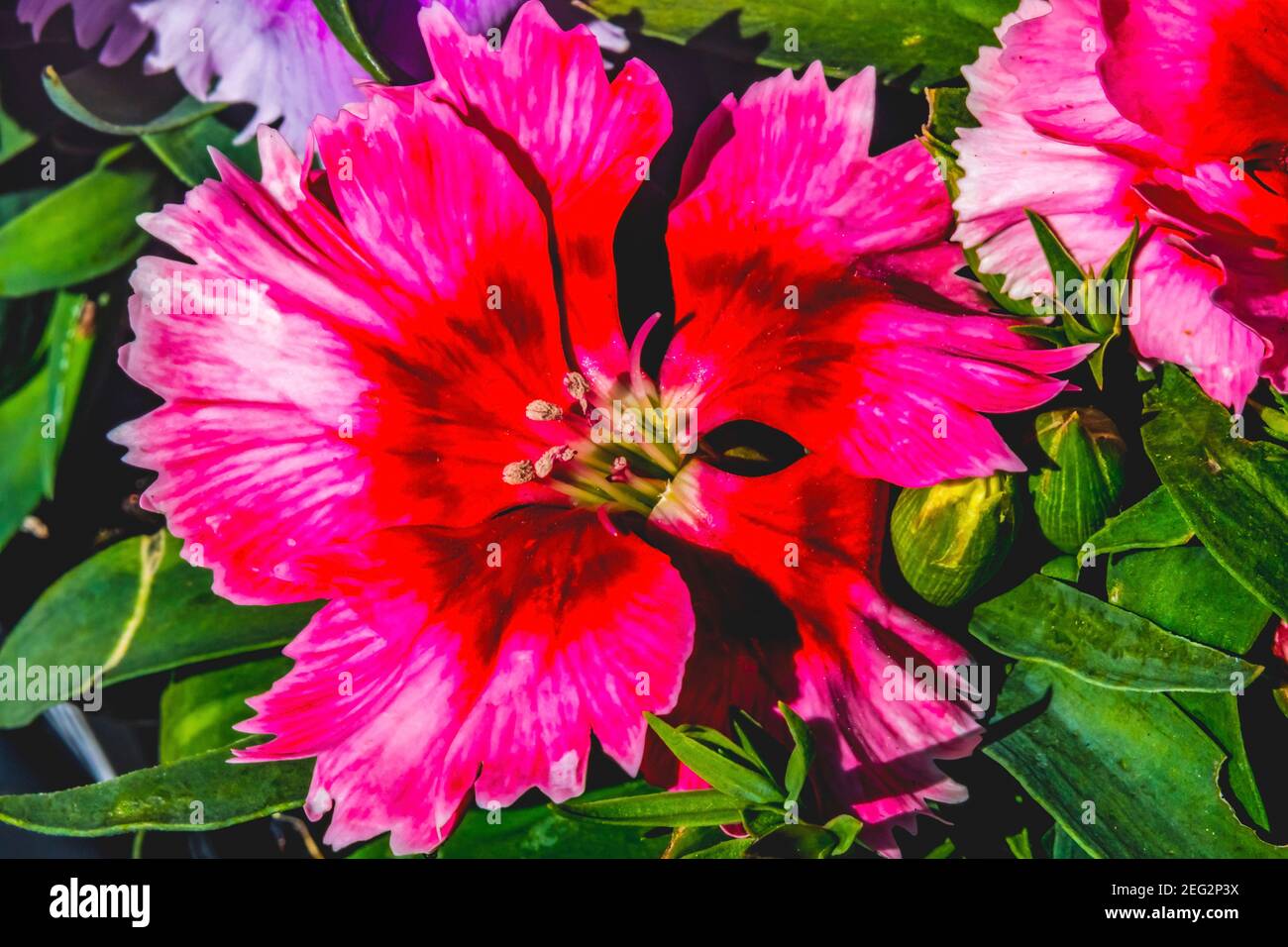 Red Lobelia Blossom Flowering Perennial Macro Bellevue Washington State Stock Photo