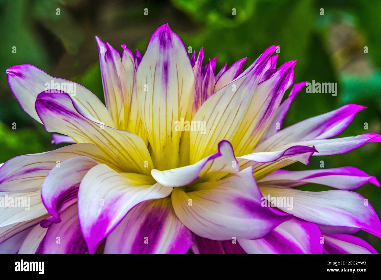 Dinnerplate High Resolution Stock Photography and Images - Alamy