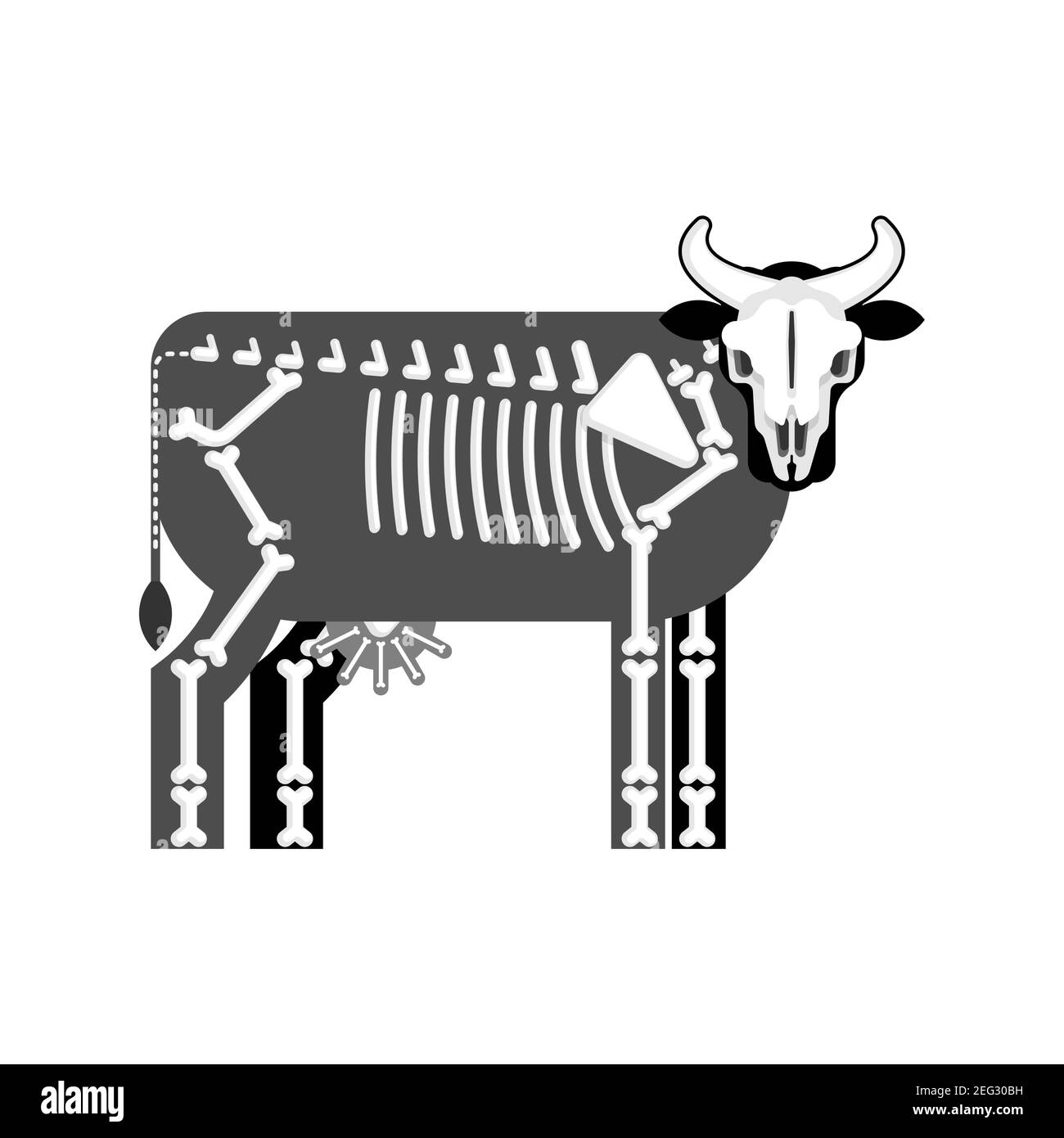 Cow skeleton isolated. Farm animal bones. Bull anatomy. vector