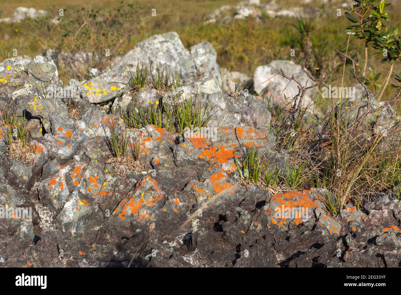 Stone with lichen in natural habitat close to Gouveia in Minas Gerais, Brazil Stock Photo