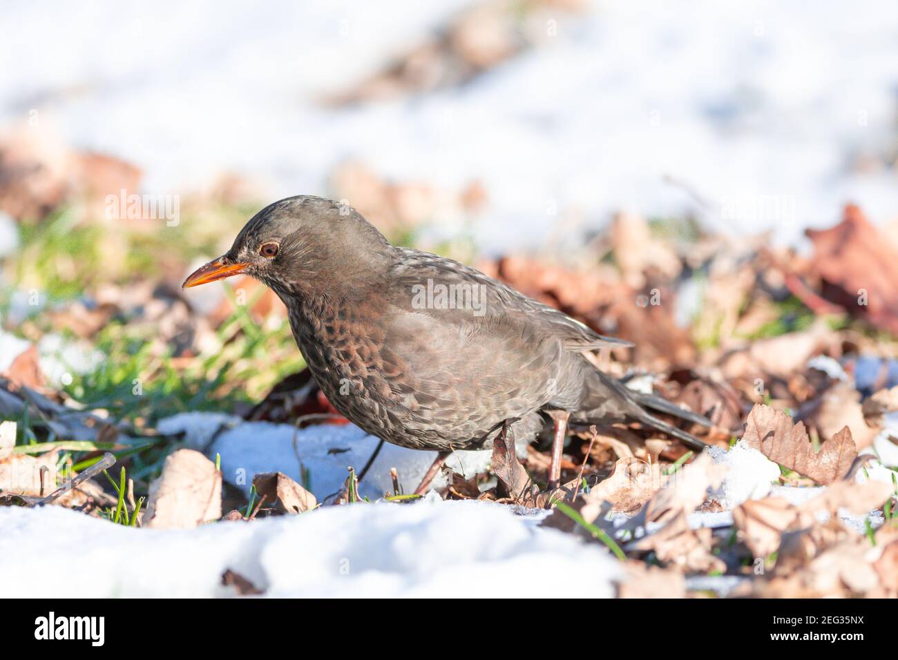 Blackbird in the snow is looking for food Stock Photo