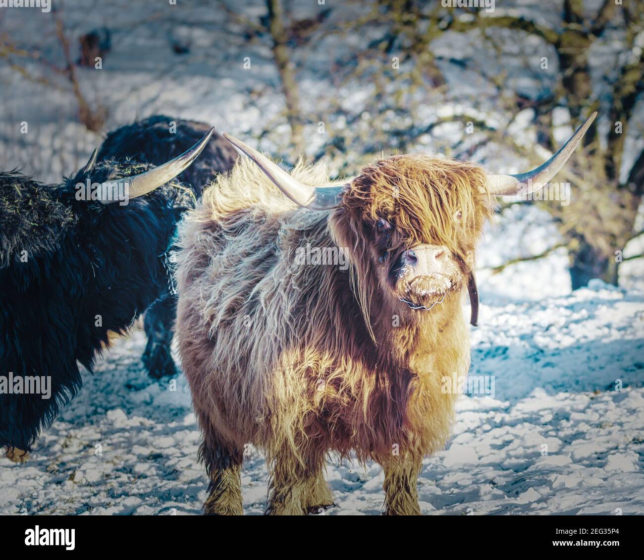 Brown longhorn cattle in winter Stock Photo