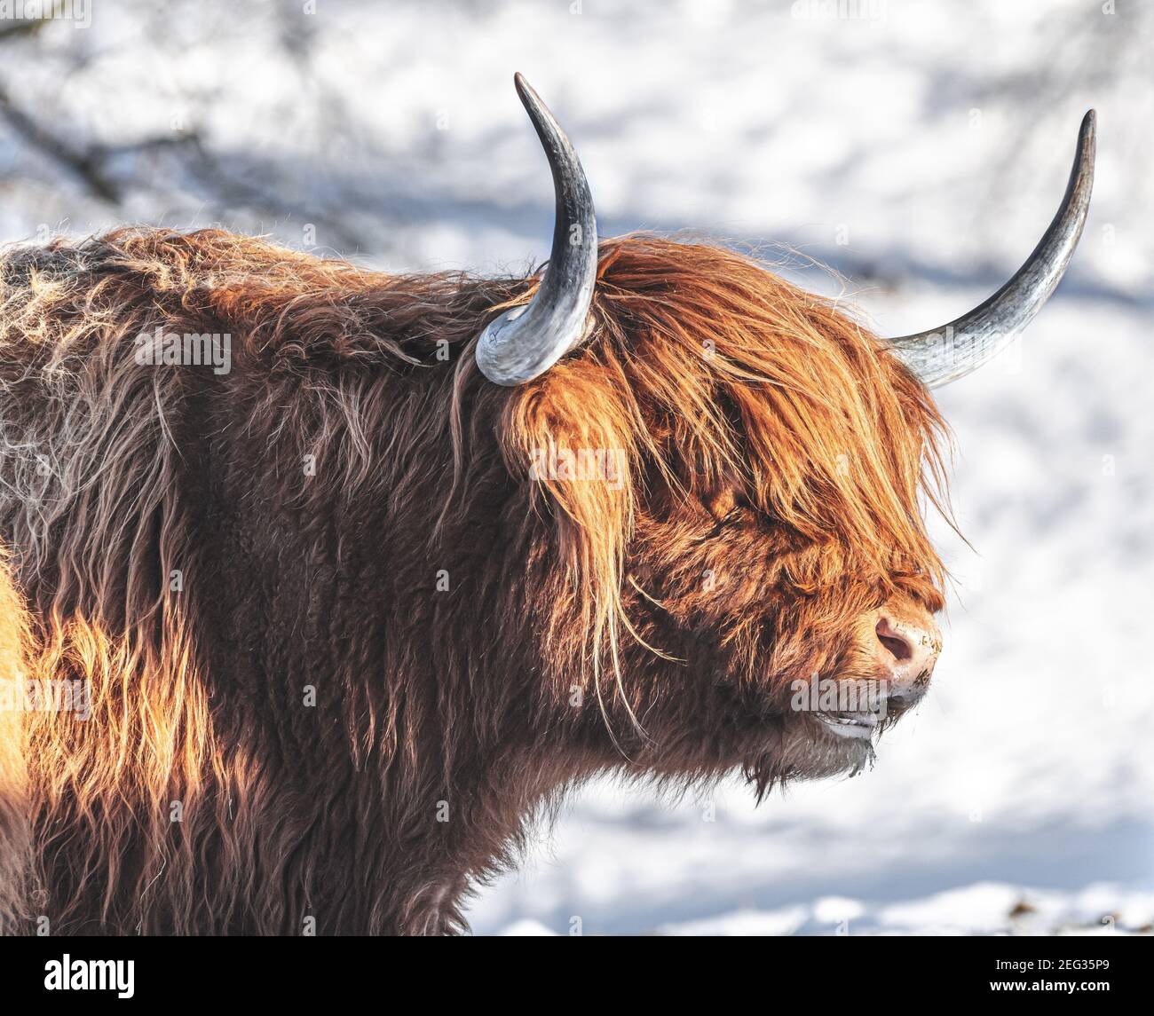 Brown longhorn cattle in winter Stock Photo