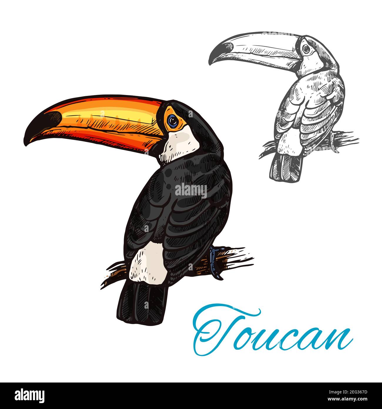 Toucan tropical bird sitting on branch sketch. South american exotic toco toucan with bright feathers and beak isolated icon for zoo mascot or tropica Stock Vector
