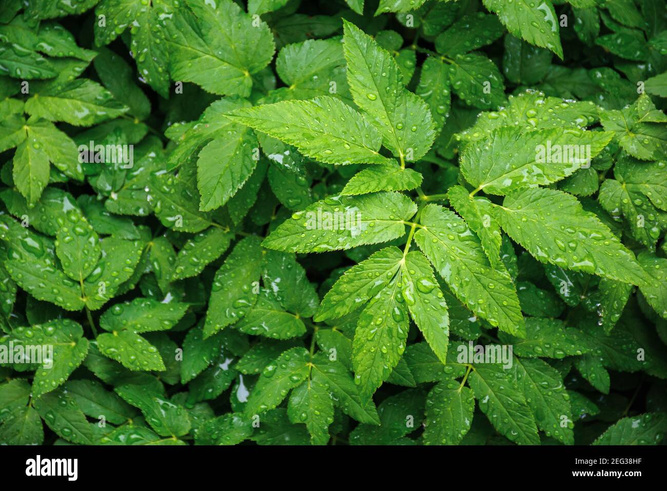 water drops on the green leaves. beautiful close up nature background. freshness concept Stock Photo