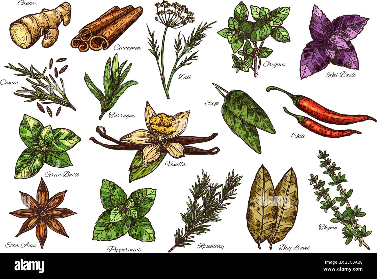 Spice, herb and green leaf vegetable sketch with names. Mint, rosemary and  cinnamon, parsley, chilli pepper and ginger, dill, thyme and cardamom, basi  Stock Vector Image & Art - Alamy