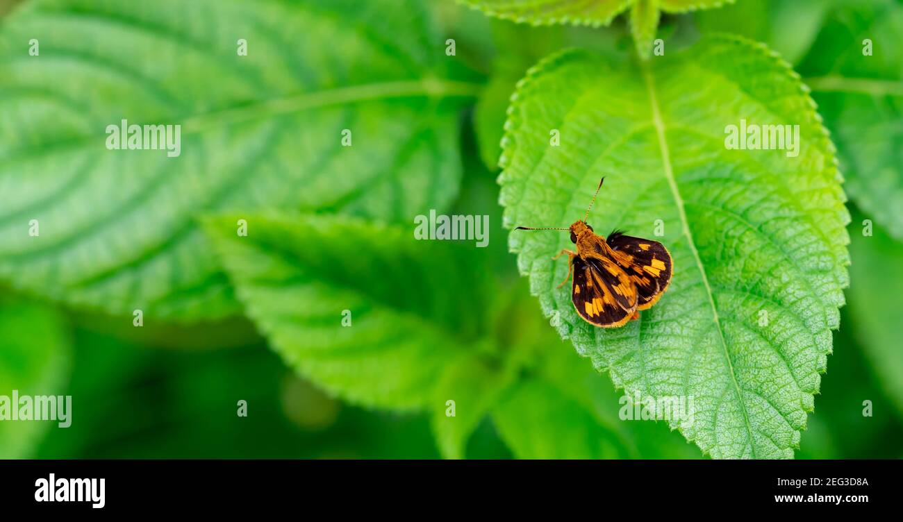 small orange butterfly perched on the weeds. Macro shot of a moth with