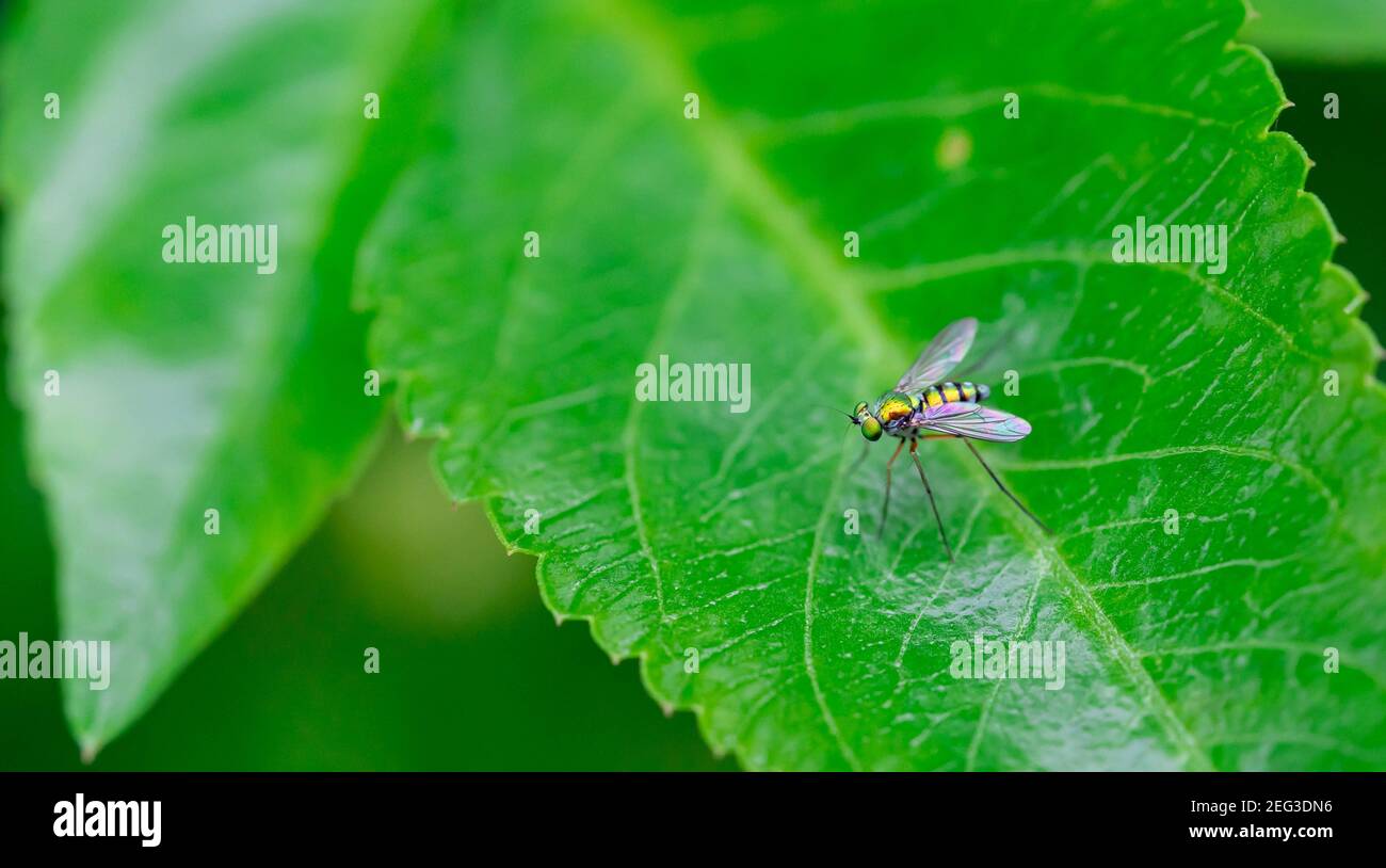 Sciapodinae insect, Green Long-Legged Fly with metallic green body color, perched on the green leaves Stock Photo
