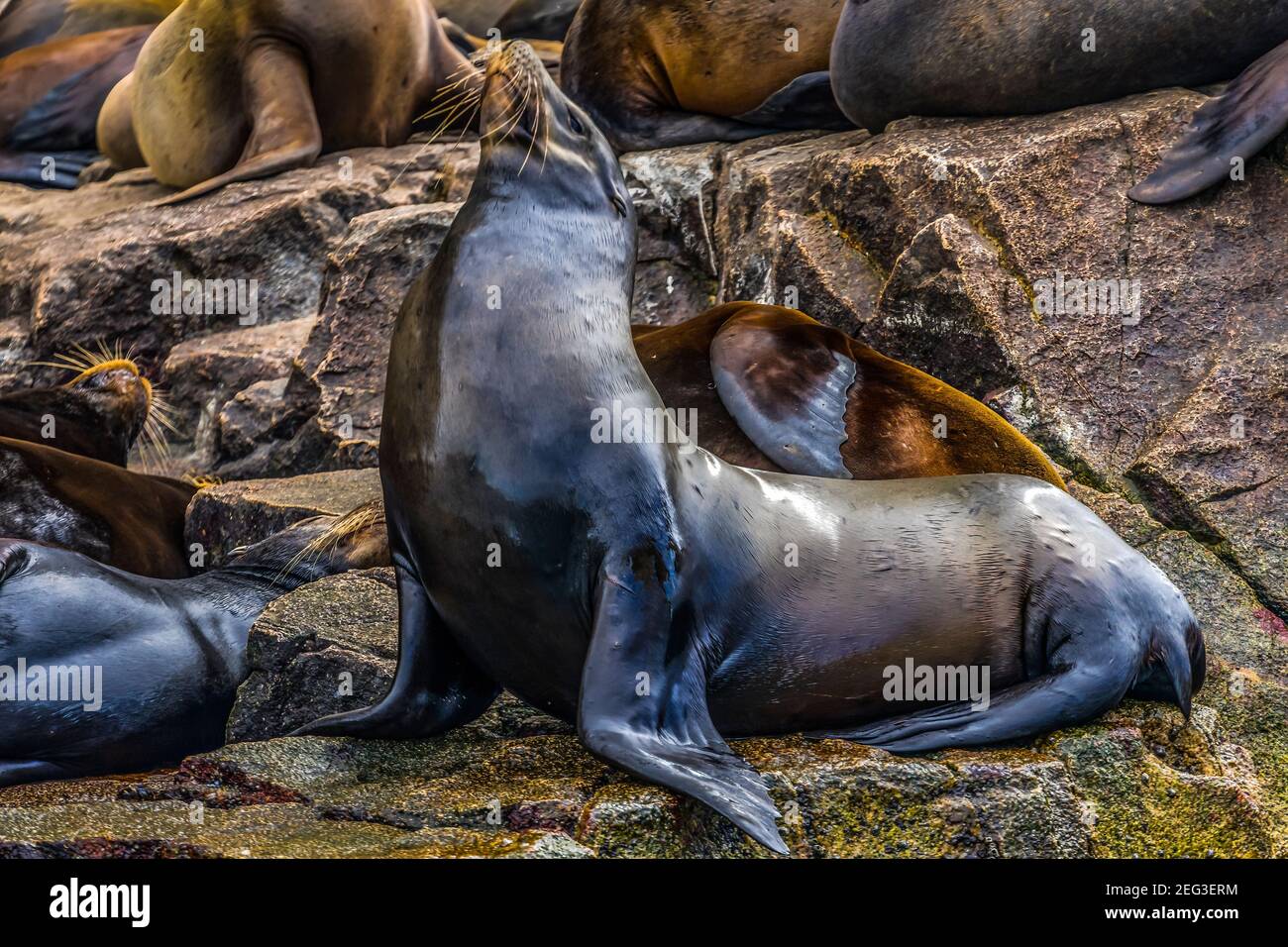 Califonria Sea Lion Cabo San Lucas Baja Mexico. Native to Americas. Los
