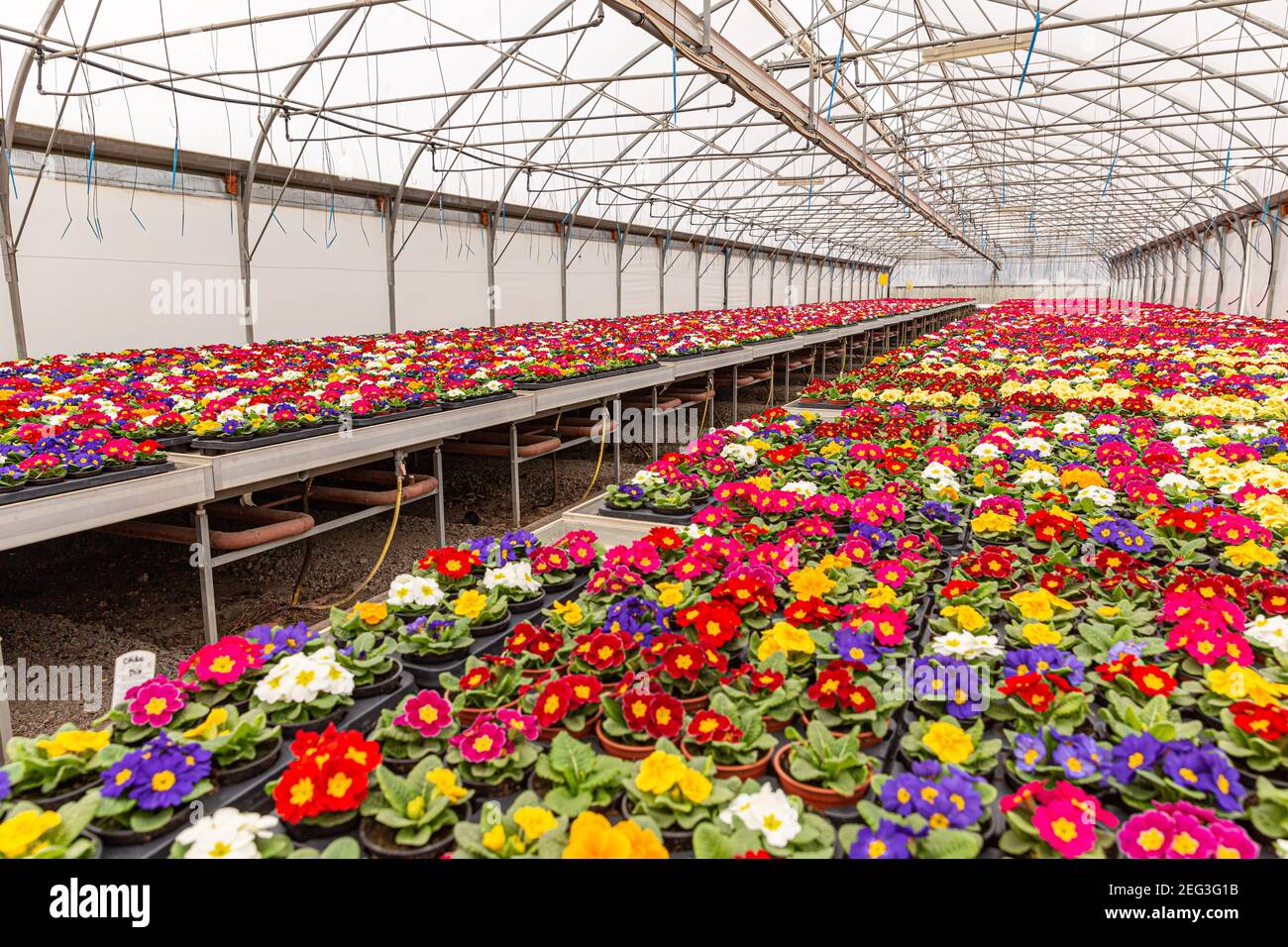 Colorful small potted flowers Primula Auricula blooming in the rows in greenhouse. Stock Photo