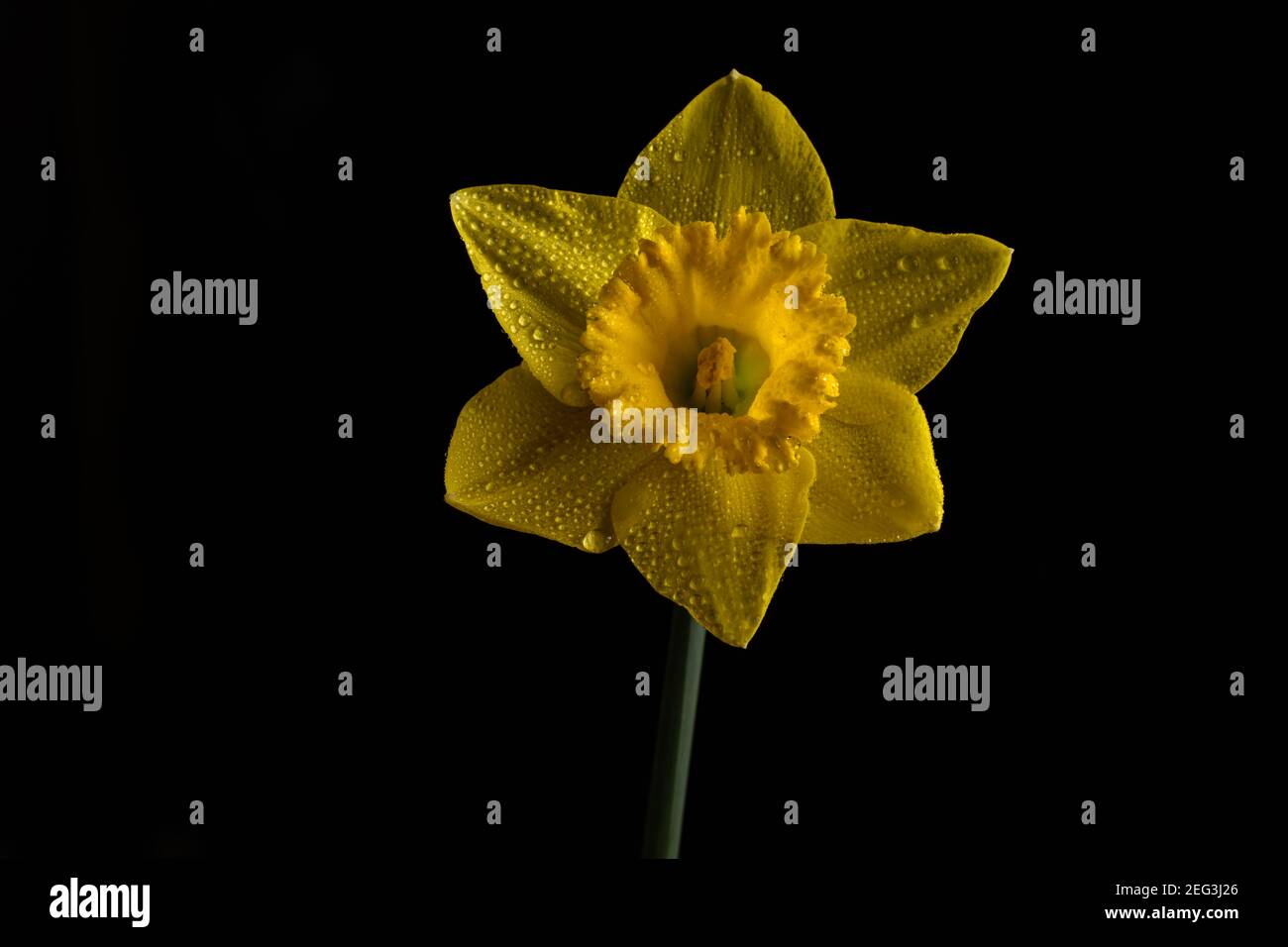 Yellow Daffodil flower isolated on a black background Stock Photo