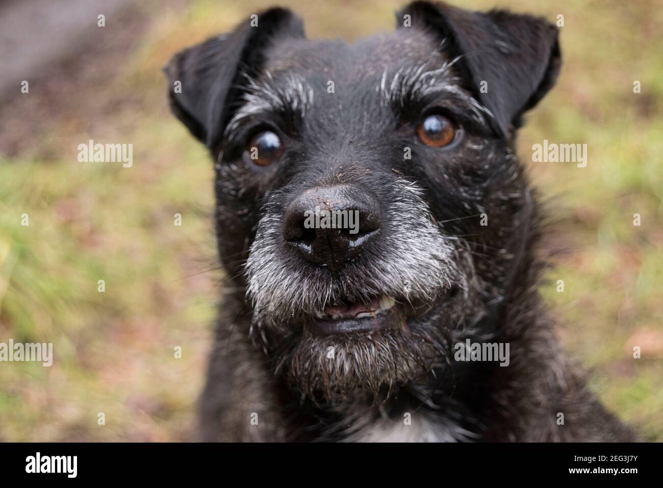 Loving little terrier waiting patiently for a stick to be thrown Stock Photo
