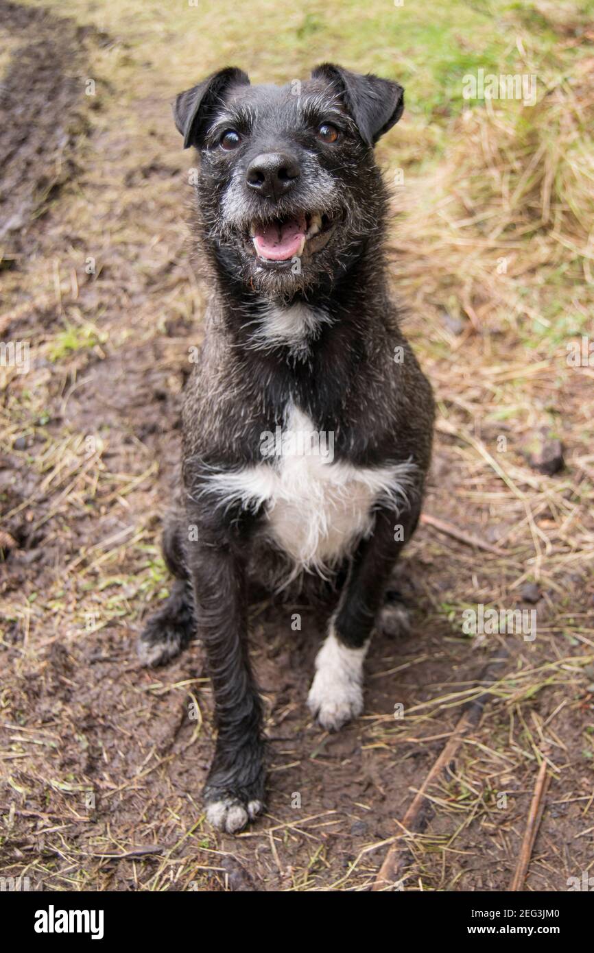 Loving little terrier waiting patiently for a stick to be thrown Stock Photo